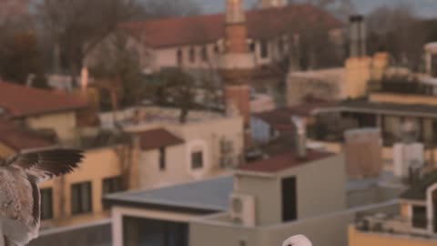 seagulls-on-the-roofto