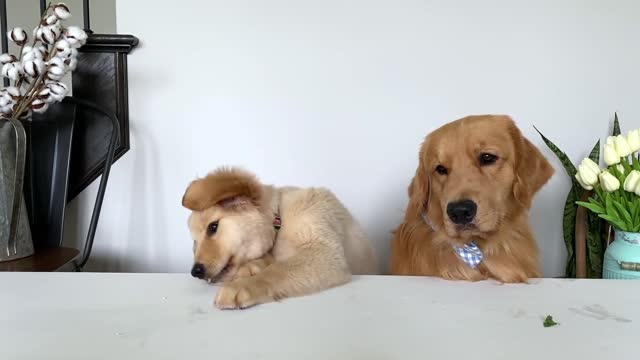 Dog Reviews Food With Baby Puppy, this vary funny