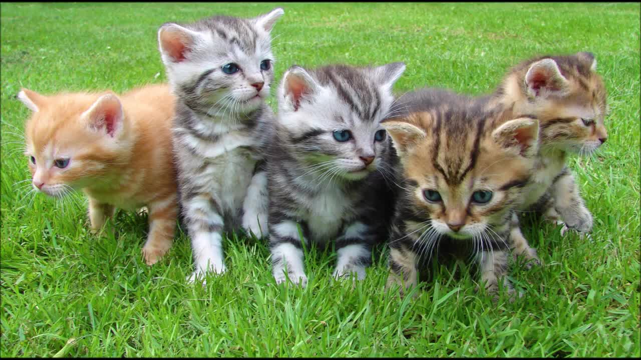 Cute Animals Compilation