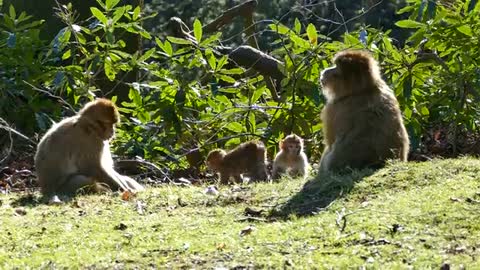 Monkeys playing