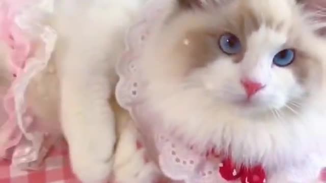 Little cat video compilation