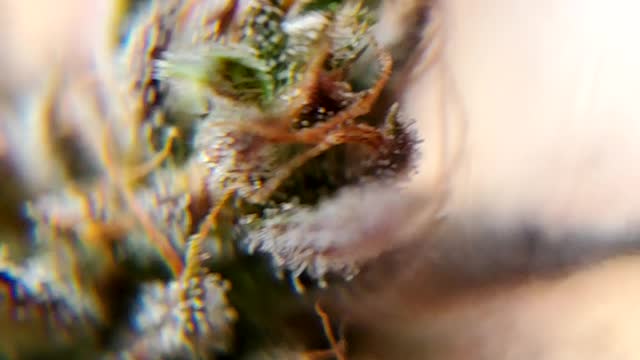 CBD Trichomes