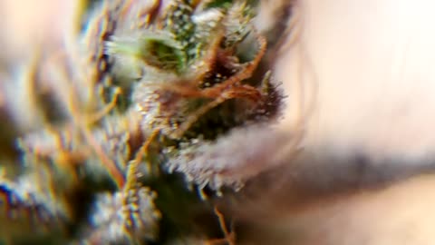 CBD Trichomes