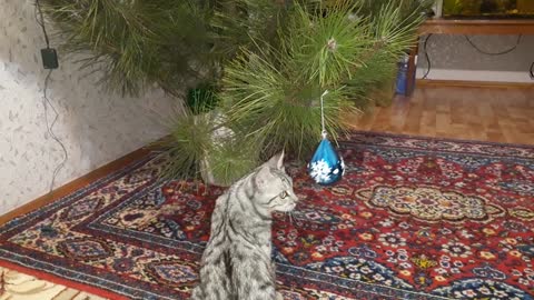 The cat plays with a Christmas tree toy.