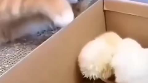 Cute Kitten Funny Video