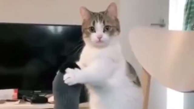 Funniest Cats 😹- Best Of The 2022 Funny Cat Videos 😂- Funny Cats HD