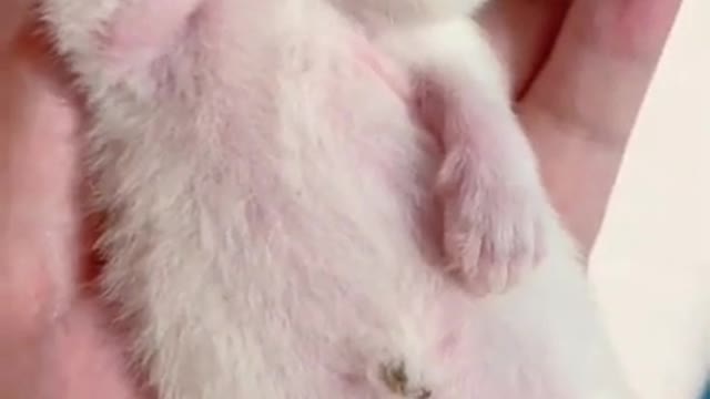 cute cat and funny cat shorts❤#shorts #cat #cutecat