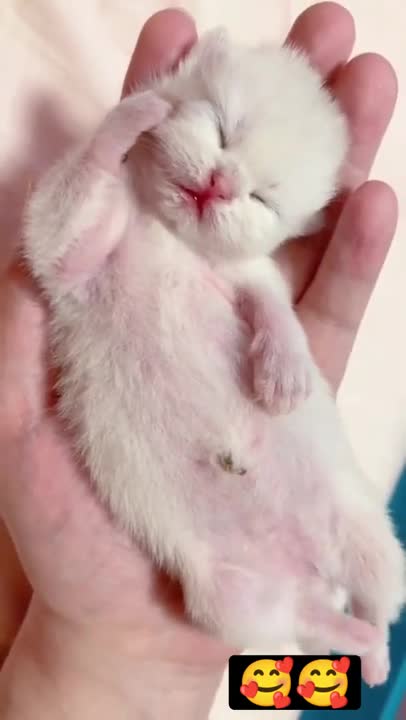 cute cat and funny cat shorts❤#shorts #cat #cutecat