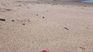 Playing catch the red all on beach with dogy