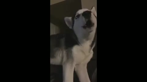 HUSKY TALKING FUNNY