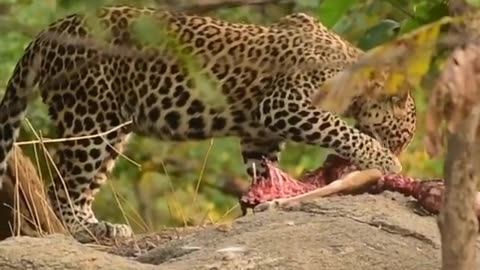 Wildlife from close view with different perspective.