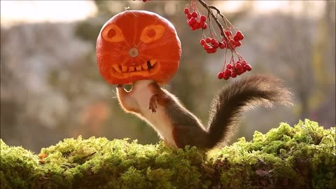 squirrel the pumpkin