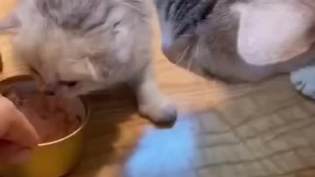Funny cat animal video