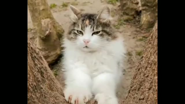 The cat is on the tree cute cat,funny cat.