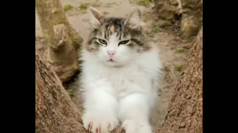 The cat is on the tree cute cat,funny cat.
