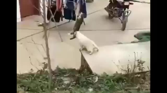 Funniest Cats 😹 - Don't try to hold back Laughter 😂 - Funny Cats Life