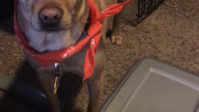 Louie asks for treats by name!