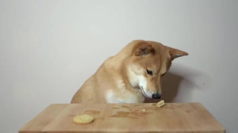 Dog Eats Three Biscuits Gently