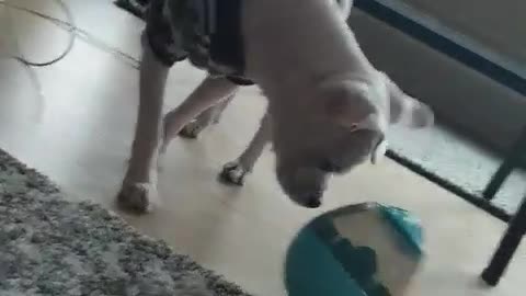 Learning Puppy