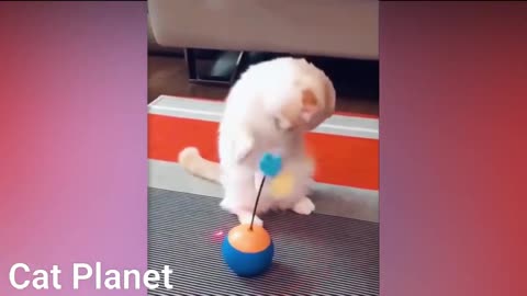 Best funny cats playing, doing amazing and funny things