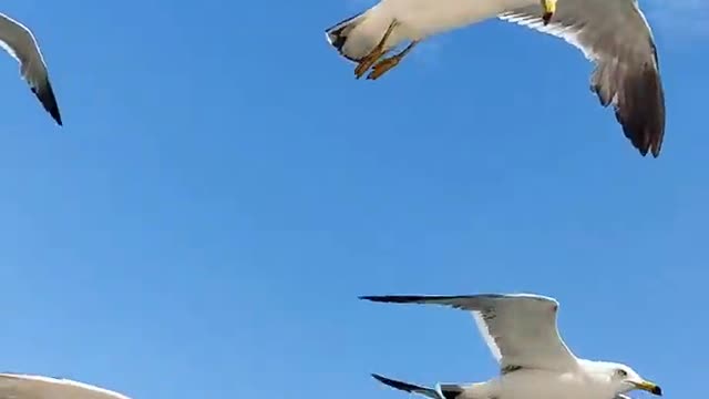 Flying seagulls