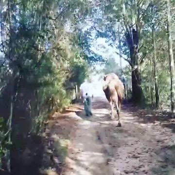 Owner Walk On Forest With Camel