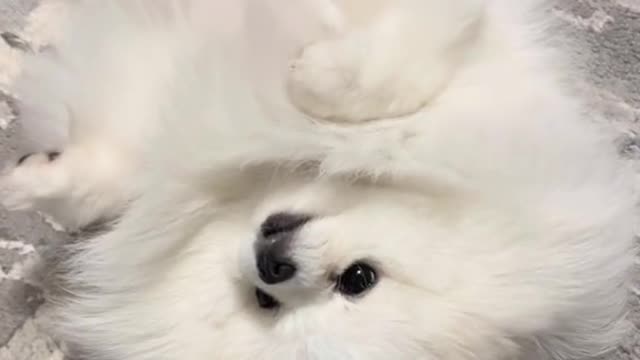 Goaheadandtakeeverything#fy#funny#petlover