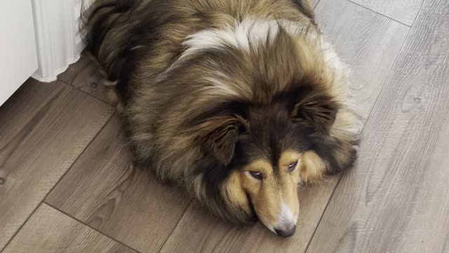 The sheltie knows who farted and what to do about it.