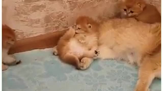 These Kittens Are Breathtakingly Cute