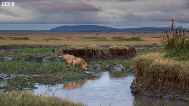 Lion Trapped by Clan of Hyenas | Dynasties | BBC Earth