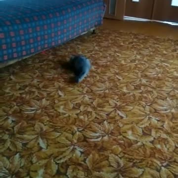 Little kitten plays with a laser