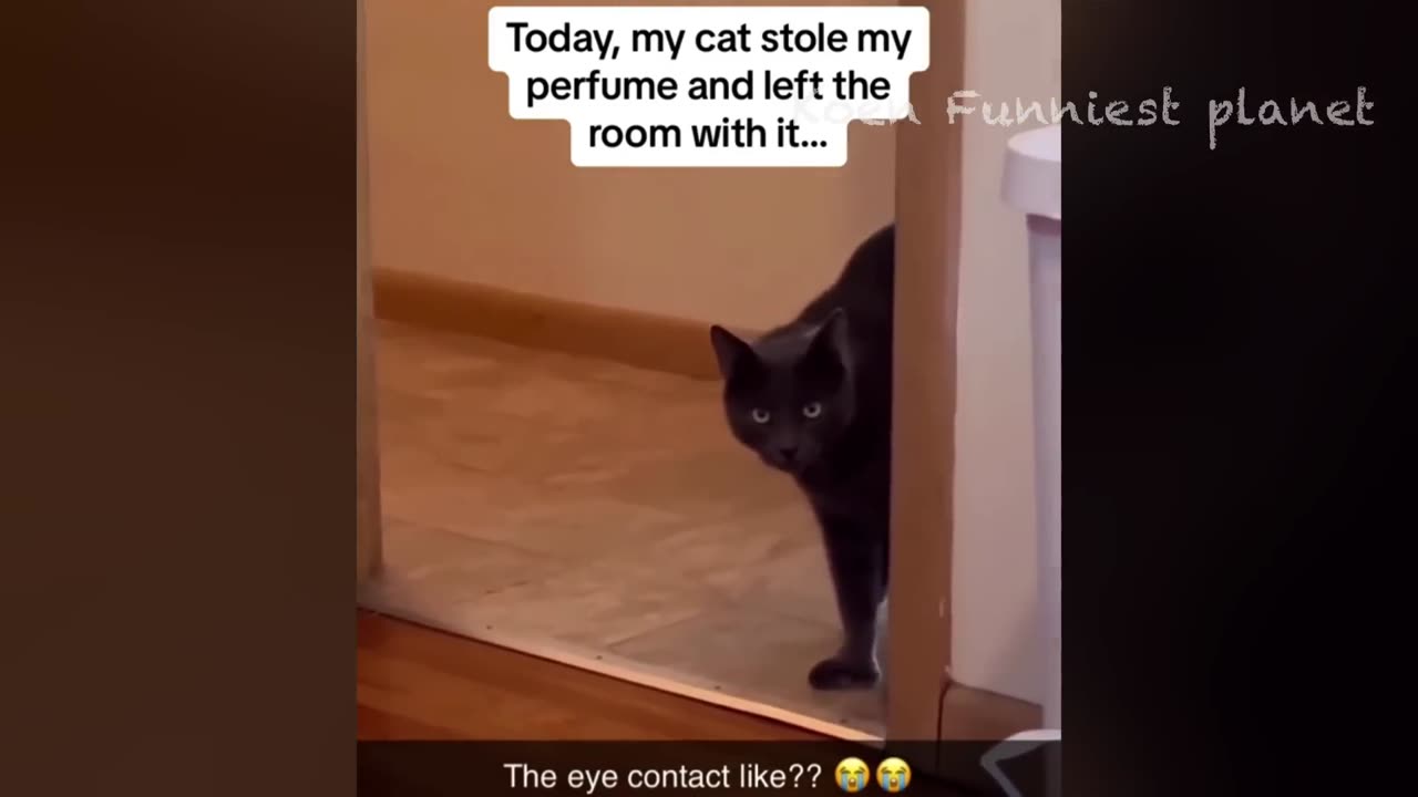 Funny Dogs And Cats Videos 2024 - Best Funniest Animal Videos Part 4