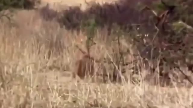 WILD ANIMALS HUNTING PREY COMPILATION RELAX FOR LIFE ​​​#46