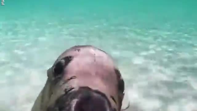 Adorable sea lion gives diver the cutest puppy dog-eyed stare