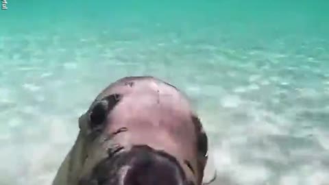 Adorable sea lion gives diver the cutest puppy dog-eyed stare