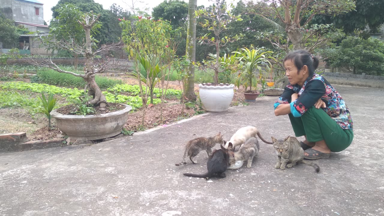 cat cute videos p2