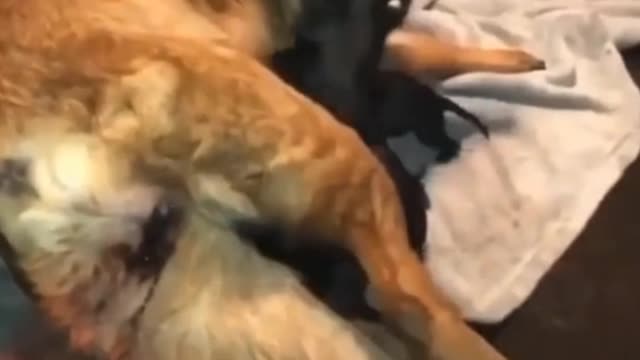 When giving puppies