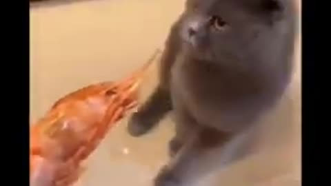 🐈 cat reaction on food'/ funny reaction of animal cute ❤️