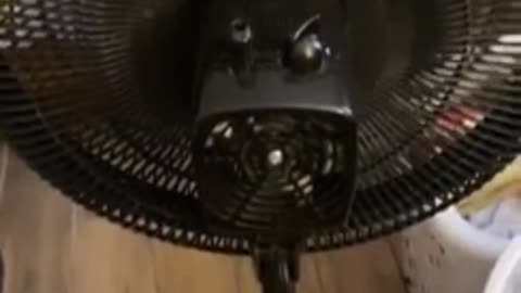 Dog finds perfect place to relax right in front of the fan