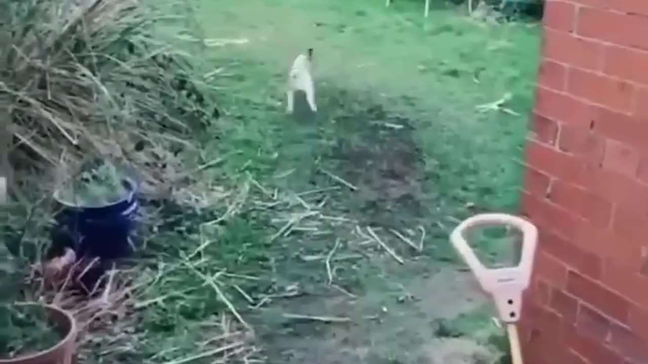 Funny cats and dogs