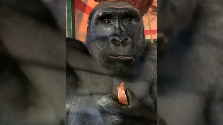 Gorilla eats sweet potato