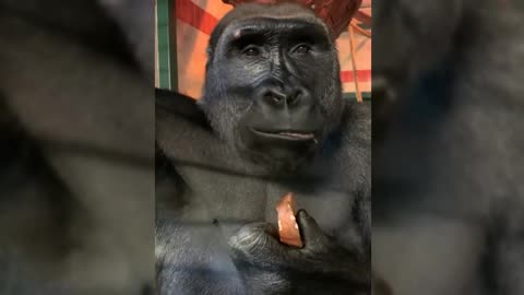 Gorilla eats sweet potato