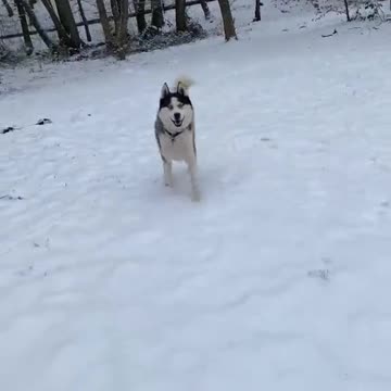 My Dog Playing with Snow| Can you Guess His Name?