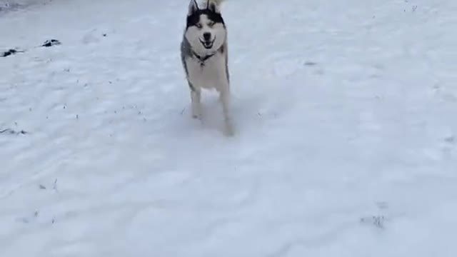 My Dog Playing with Snow| Can you Guess His Name?