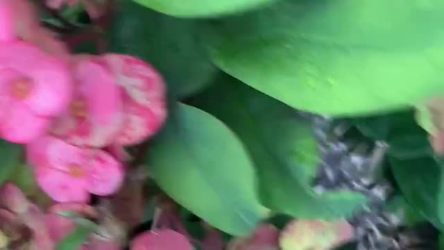 Do you like this kind of flower?