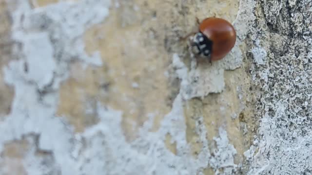 Ladybird brasilian