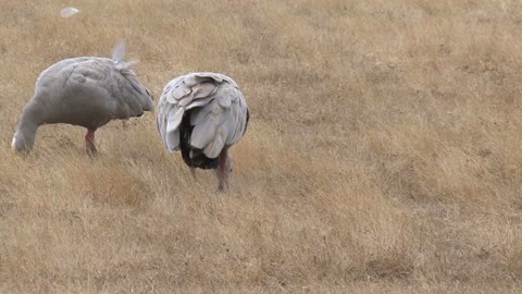 Goose at Kangaroo island, Australia