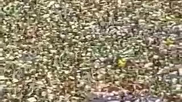 Brazilian Population - Brasília -Vídeo 2
