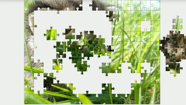 Puzzle. Kitten in the grass.
