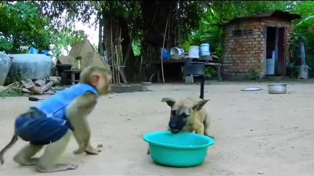 Dog and monkey War